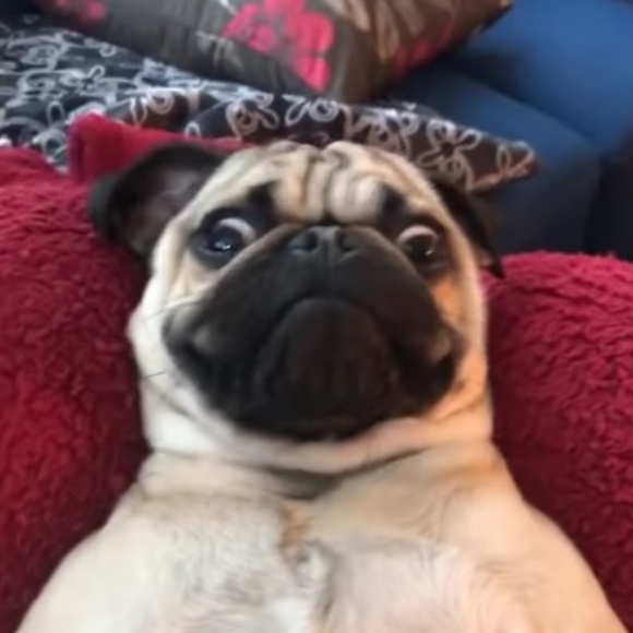 Meet your Posher, Ryan - Picture 1 of 1